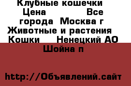 Клубные кошечки › Цена ­ 10 000 - Все города, Москва г. Животные и растения » Кошки   . Ненецкий АО,Шойна п.